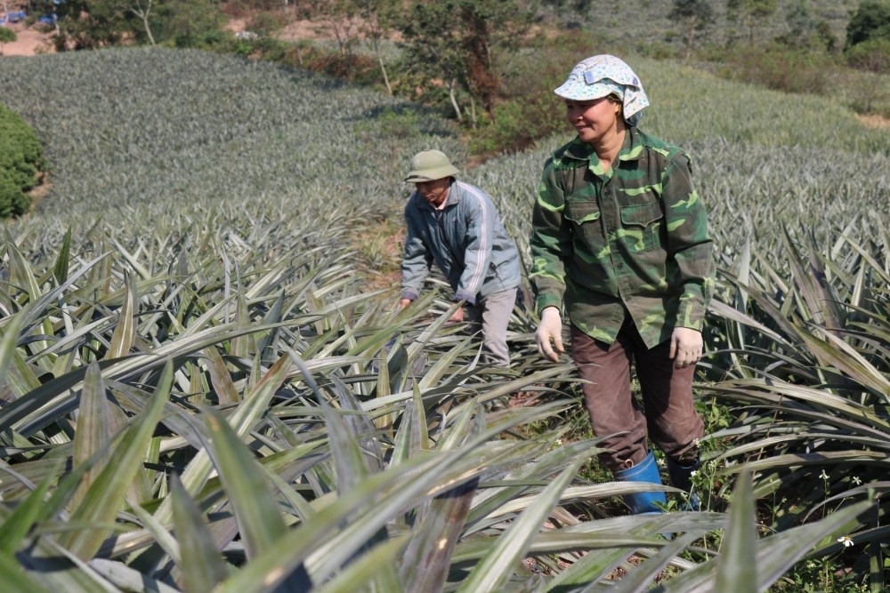 Luật HTX sửa đổi năm 2012 cần nghiên cứu bổ sung chính sách ưu tiên nguồn lực hỗ trợ cho các HTX của đồng bào dân tộc thiểu số.