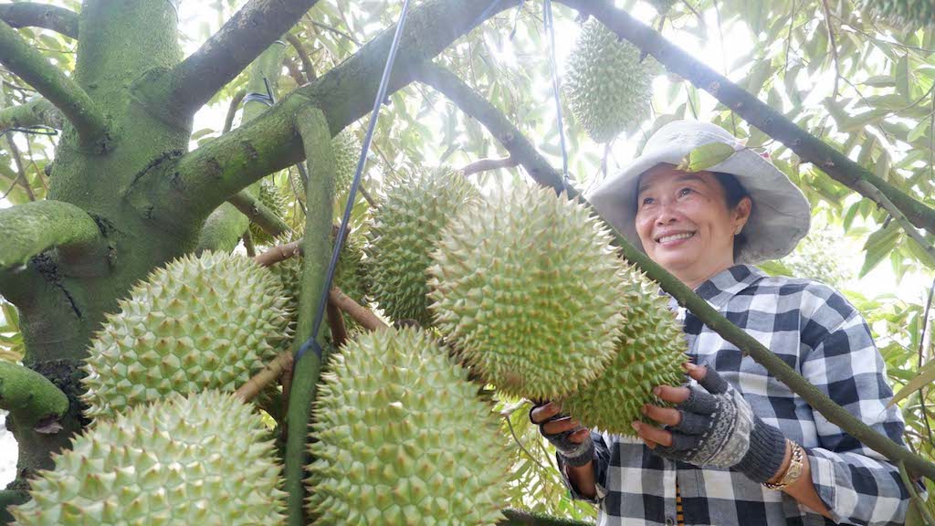 Ngày càng có nhiều nông dân là đồng bào Công giáo ở Xuân Định đã chuyển sang làm sầu riêng VietGAP và thu “trái ngọt”.