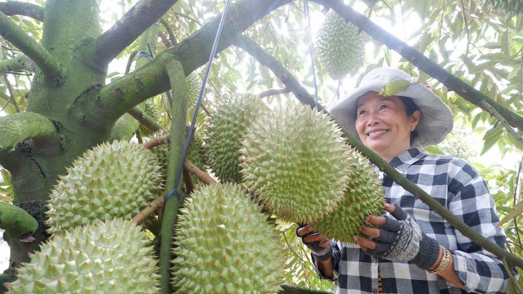 Ngày càng có nhiều nông dân là đồng bào Công giáo ở Xuân Định đã chuyển sang làm sầu riêng VietGAP và thu “trái ngọt”.