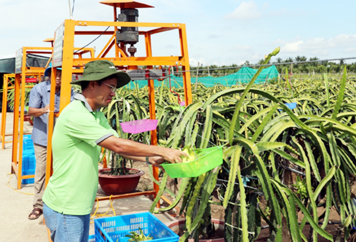 Xây dựng vùng chuyên canh, phát triển sản xuất lớn là chìa khóa giúp HTX nâng cao hiệu quả, làm giàu cho nông dân.