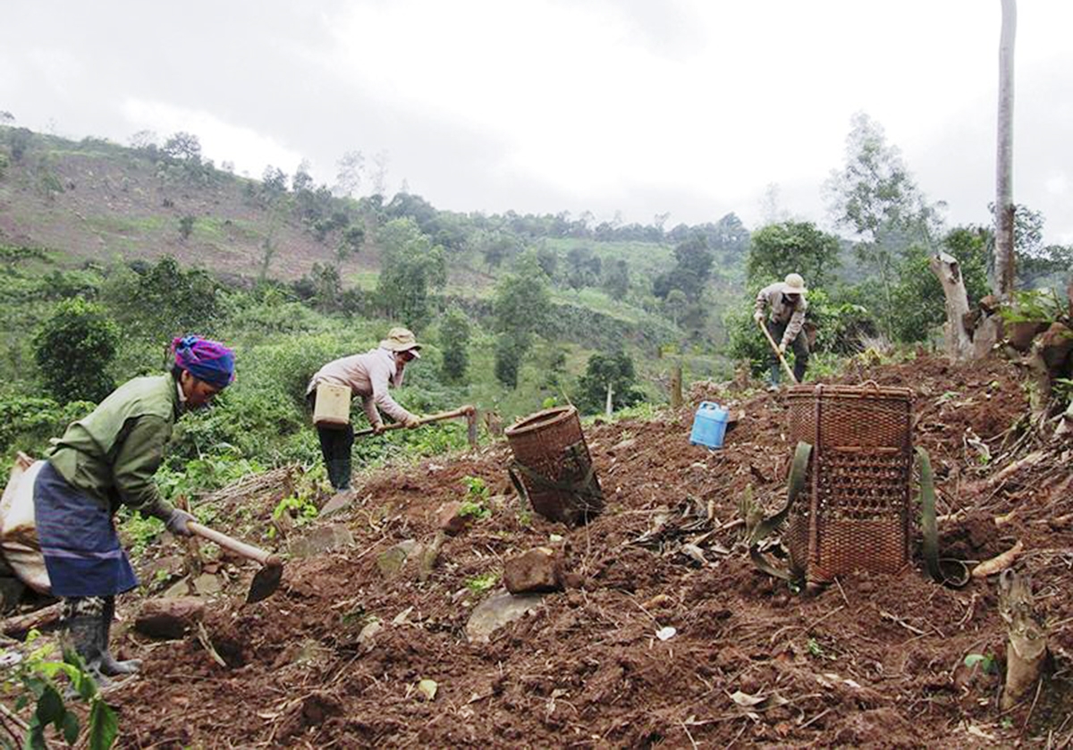 Đakrông đang đẩy mạnh khai thác các thế mạnh để nâng cao hiệu quả sản xuất, làm giàu cho nông dân.