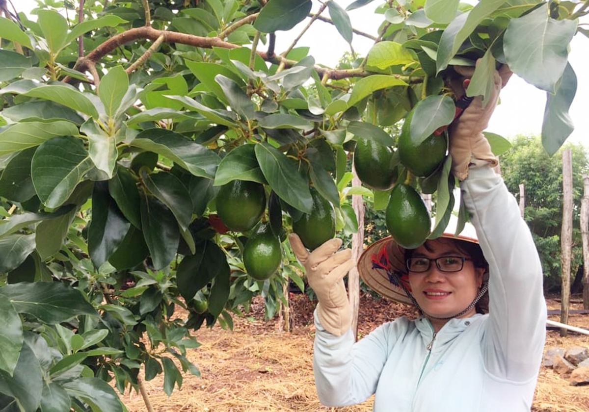 Cần thêm đòn bẩy để HTX đưa sản phẩm vào các kênh bán lẻ hiện đại (Ảnh: BĐL).