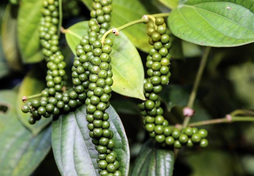 Giá tiêu cao nhất là 66.000 đồng/kg.