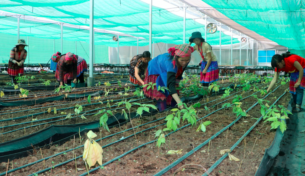 Đến nay, toàn huyện Sìn Hồ có hơn 600ha dược liệu các loại.