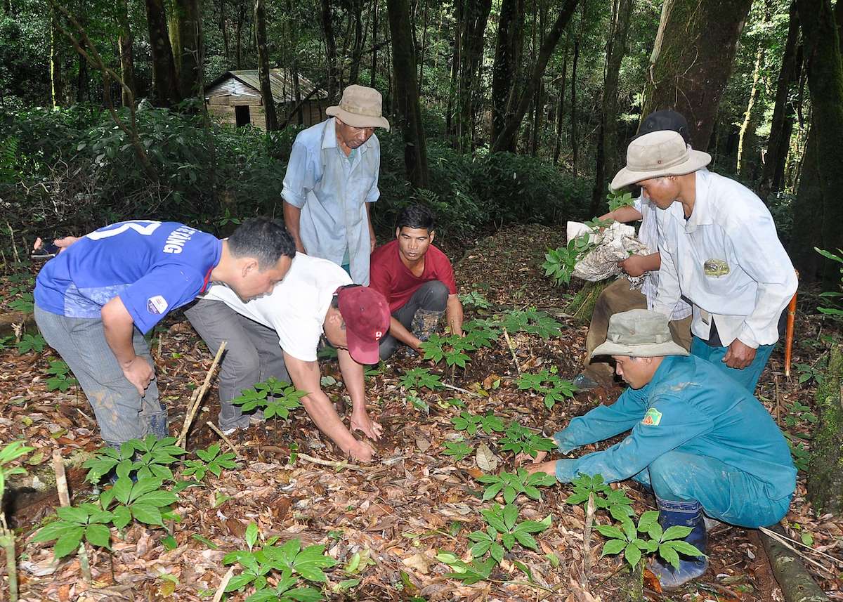 Sâm Ngọc Linh đổi thay cuộc sống của người dân ở huyện Tu Mơ Rông.