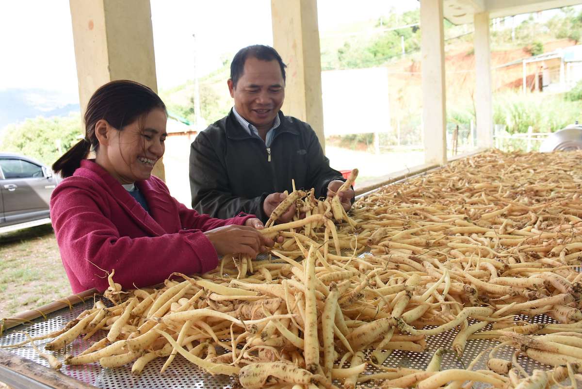 Để đưa cây dược liệu đi xa, huyện Tu Mơ Rông đã có nhiều chính sách hỗ trợ đồng bào dân tộc thiểu số nơi đây phát triển các mô hình HTX