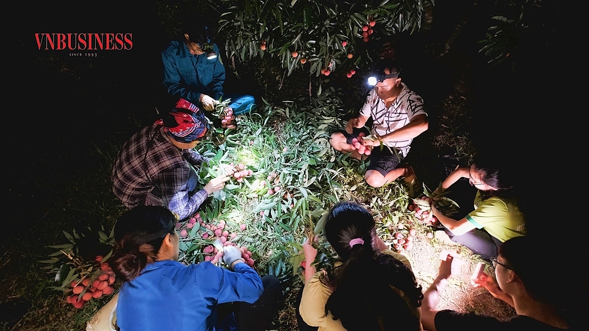 Trái vải được ví là một loại quả “đỏng đảnh”, nếu thu hoạch vào ban ngày nắng nóng sẽ ảnh hưởng tới chất lượng, quả vải sẽ nhanh hỏng nên các thành viên HTX luôn sắp xếp thời gian thu hoạch trong đêm.