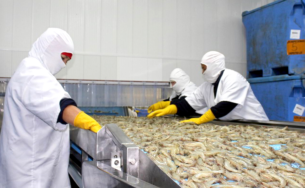 Giá thành tôm nguyên liệu của Việt Nam cao hơn 30% so với Ấn Độ và cao hơn gấp đôi so với Ecuador đã làm con tôm Việt mất sức cạnh tranh.