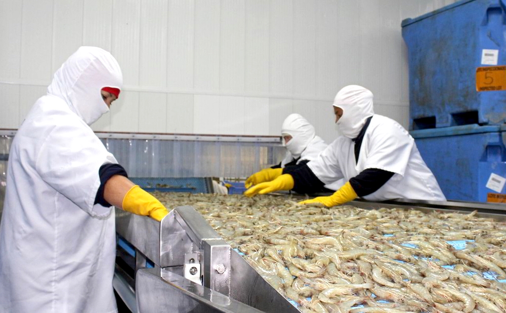 Giá thành tôm nguyên liệu của Việt Nam cao hơn 30% so với Ấn Độ và cao hơn gấp đôi so với Ecuador đã làm con tôm Việt mất sức cạnh tranh.