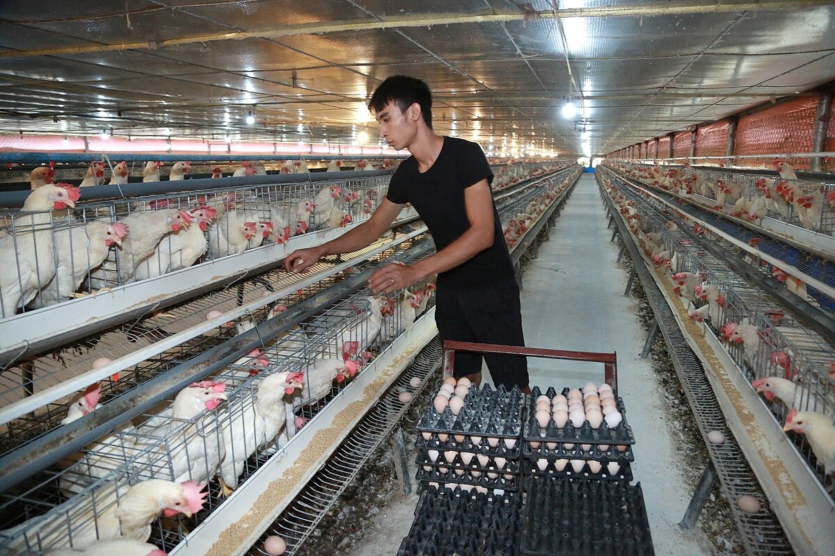 Nhiều HTX chăn nuôi đang gặp khó khăn trong việc di chuyển trang trại ra ngoài khu dân cư.