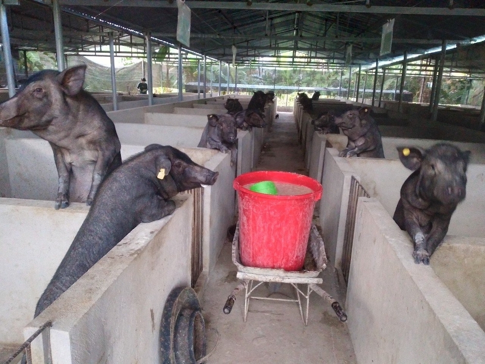 Mô hình chăn nuôi lợn thương phẩm tại HTX Ứng Thìn (xã Can Hồ, huyện Mường Tè) đã giúp cho hàng trăm thành viên và người lao động thoát nghèo.