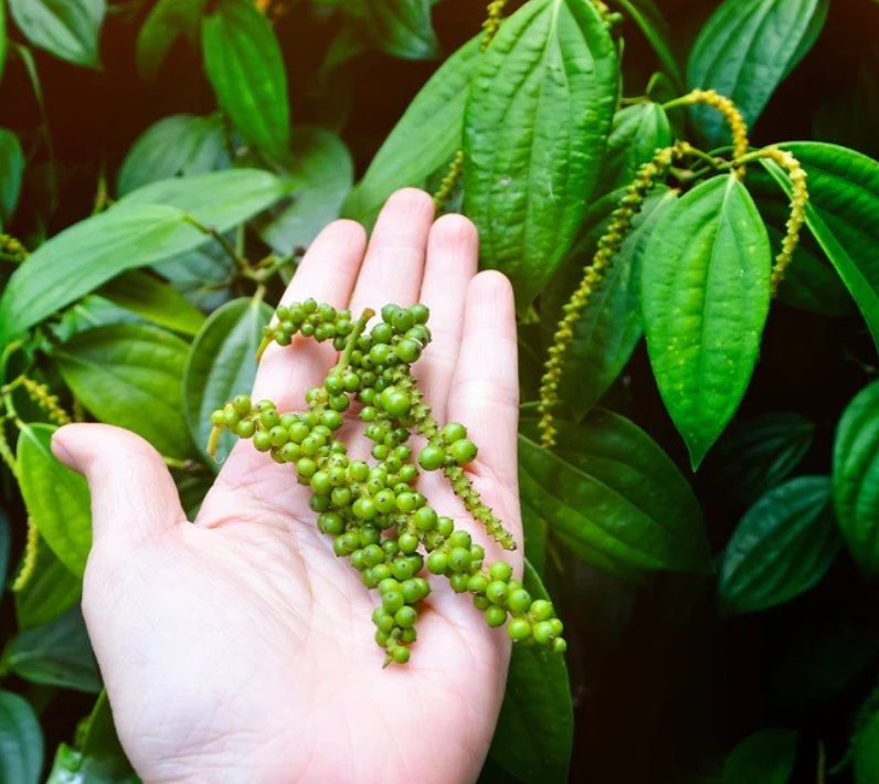 Giá tiêu ngày 18/4 tiếp tục giữ ổn định tại các vùng trồng trọng điểm so với cùng thời điểm hôm qua, trong khoảng 63.000 - 66.000 đồng/kg.