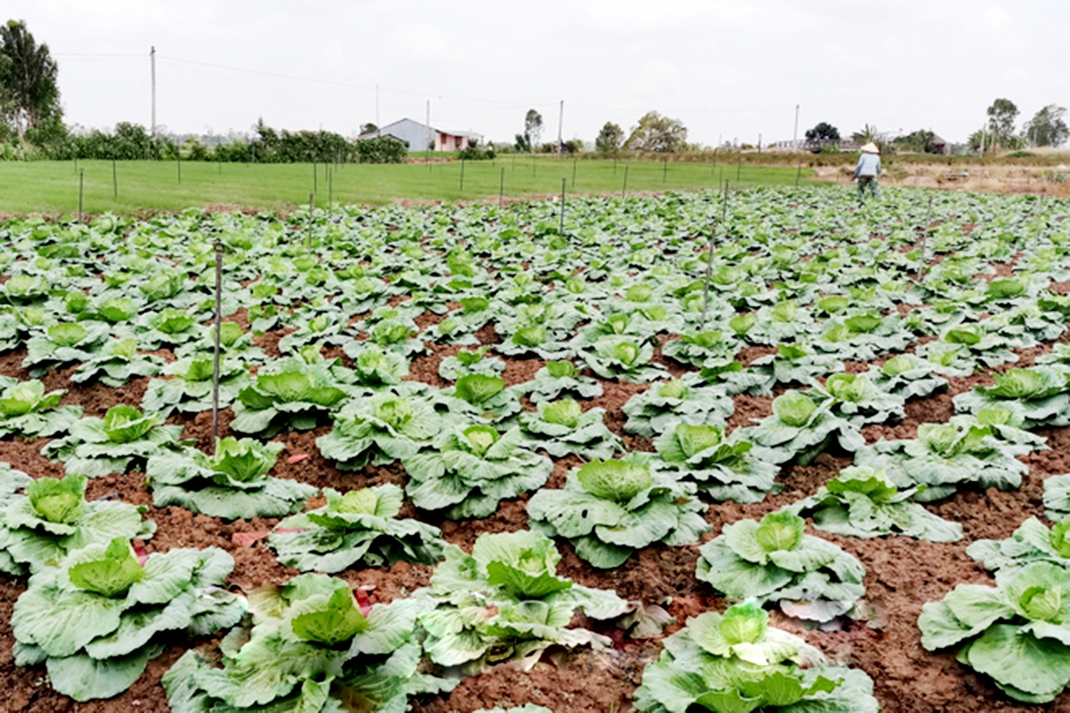 Cần thêm nhiều chính sách hỗ trợ để quá trình giảm nghèo ở Sóc Trăng đi vào thực tiễn, hiệu quả hơn.