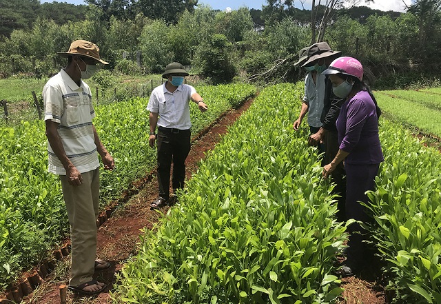 Được sự quan tâm của các cấp chính quyền, địa phương, nhiều hộ nông dân người Cơ Tu đã biết cách đầu tư phát triển các mô hình kinh tế, đặc biệt là mô hình kinh tế tập thể, HTX.