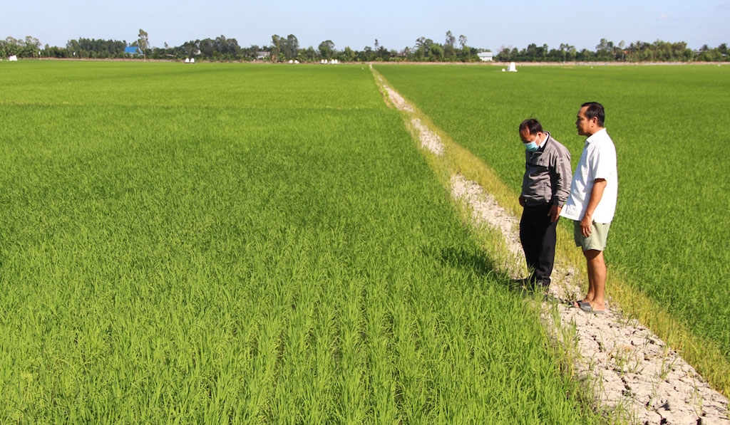 Các mô hình trồng lúa ứng dụng công nghệ cao ở huyện Mộc Hóa được nông dân đồng tình, hưởng ứng tham gia.