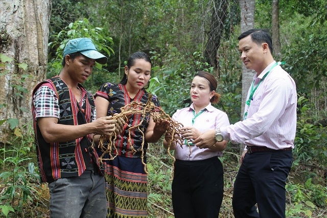 Các HTX đã góp phần xóa đói giảm nghèo, nâng cao chất lượng cuộc sống cho đồng bào dân tộc thiểu số vùng cao.