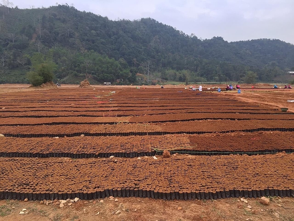 Các HTX mong muốn các quy định trong dự thảo Luật đất đai (sửa đổi) cần cởi mở hơn với khu vực kinh tế tập thể. Ảnh: Khu vực sản xuất cây giống của HTX dược liệu Viễn Sơn-Yên Bái.