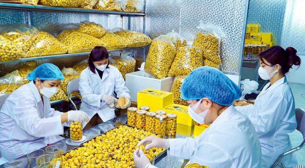 Công nhân HTX Dược liệu trà hoa vàng Ba Chẽ đang đóng gói sản phẩm.