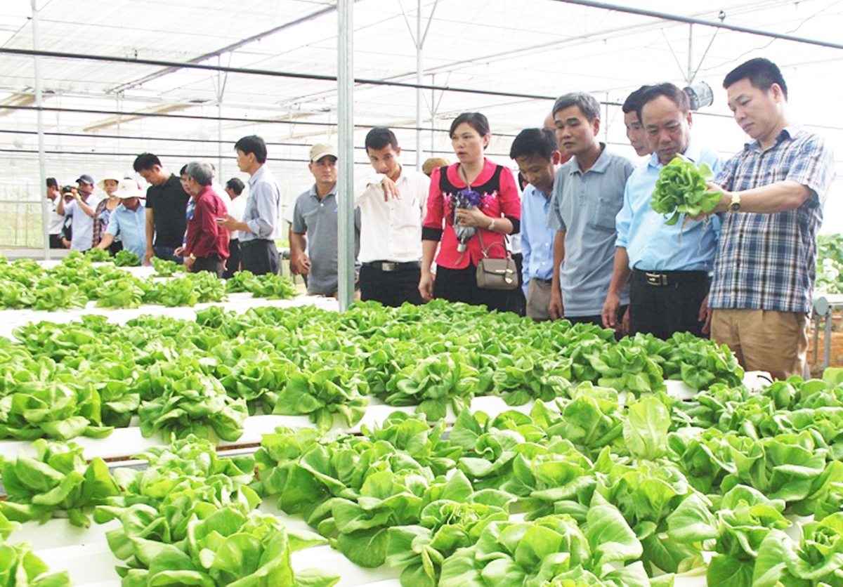 Nhiều nông dân ở Đà Nẵng đang trở thành những nông dân công nghệ, thu nhập tiền tỷ.