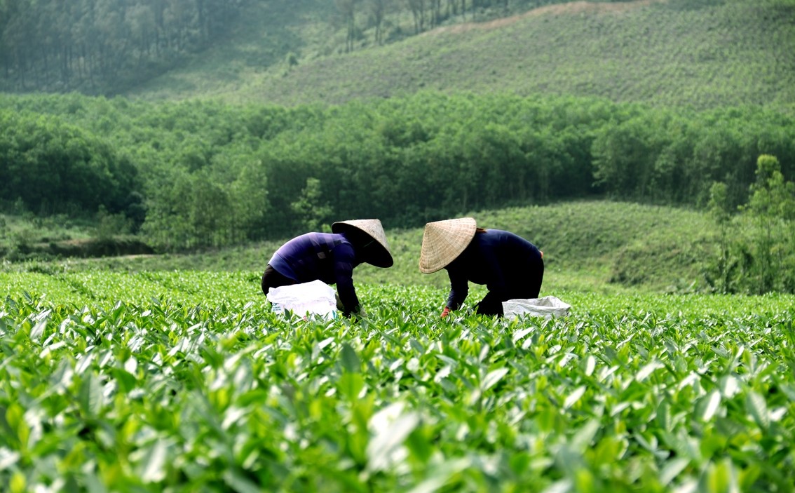 Sản xuất chè theo mô hình HTX đang là thế mạnh trong phát triển sản phẩm OCOP và xây dựng nông thôn mới ở Phổng Lái.