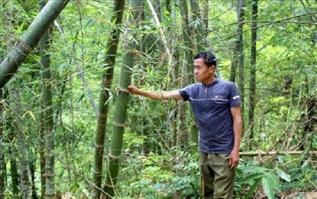 Thanh Hóa đã có nhiều giải pháp nâng cao giá trị cây tre luồng, trong đó có việc thành lập các mô hình HTX, tổ hợp tác.