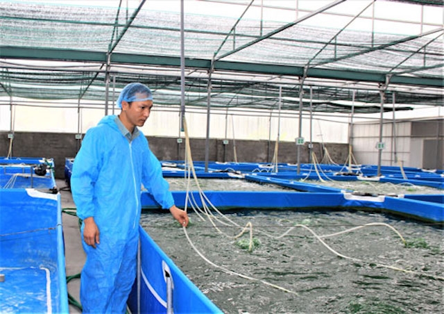 Mô hình nuôi trồng tảo xoắn của HTX nông nghiệp công nghệ cao Tảo Việt