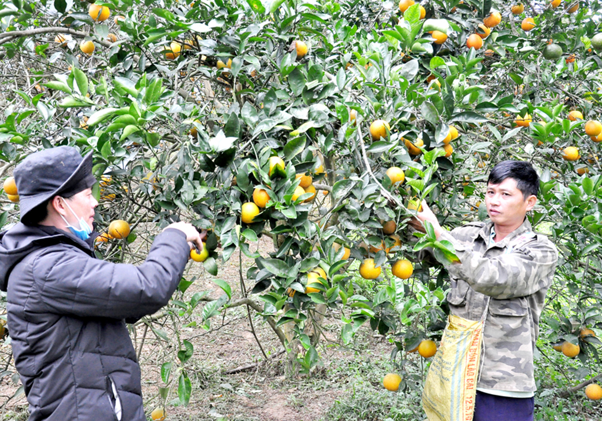Cam đang là cây xóa đói giảm nghèo tại nhiều địa phương.