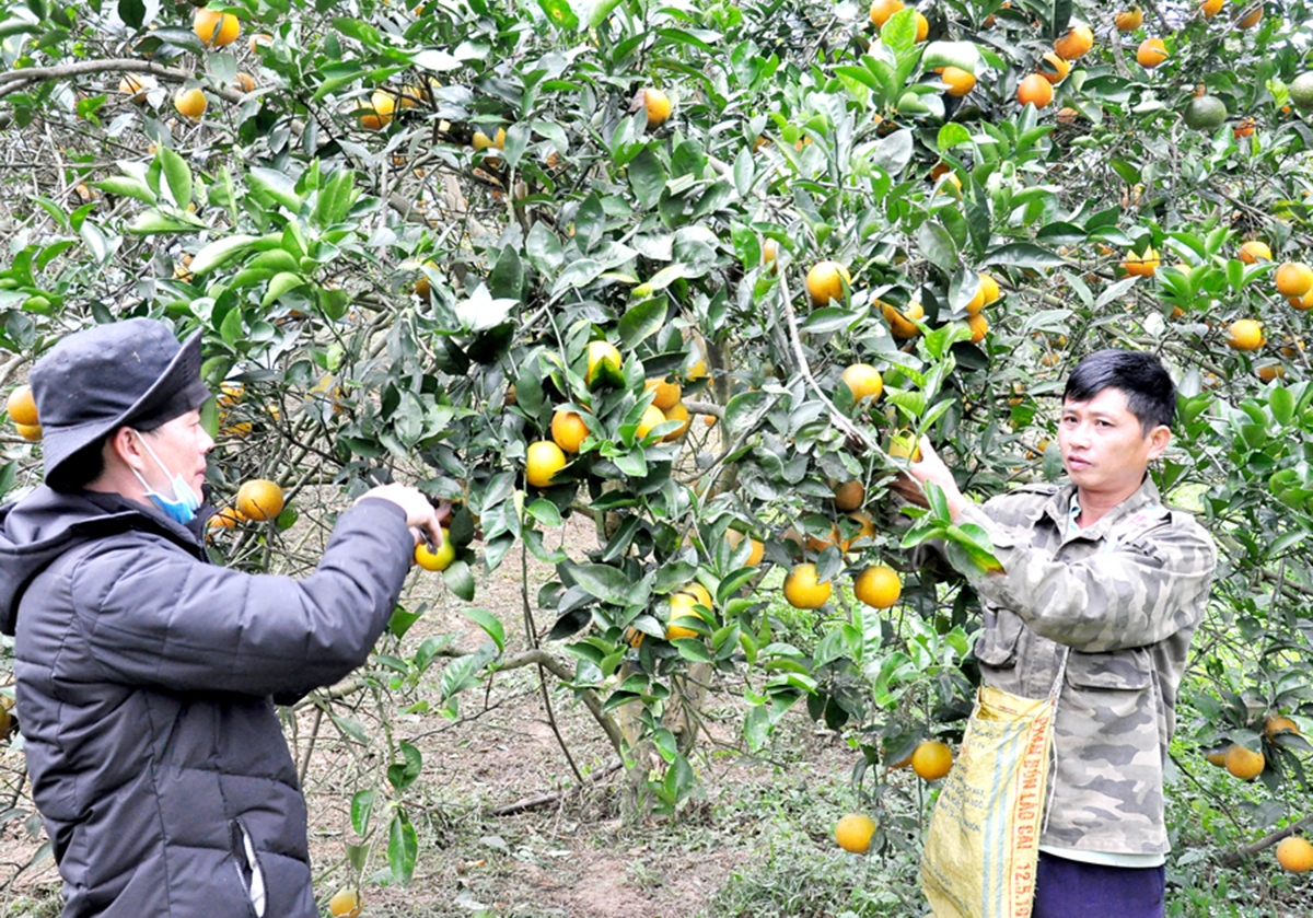 Cam đang là cây xóa đói giảm nghèo tại nhiều địa phương.