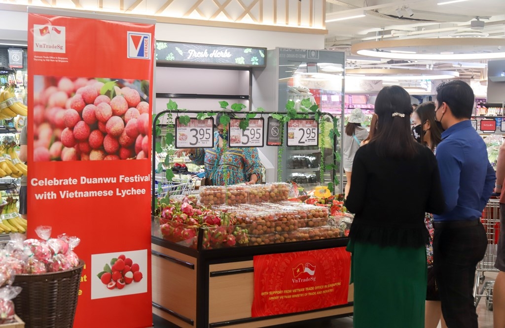 Vải thiều của các HTX đã xuất khẩu sang Singapore thông qua doanh nghiệp.