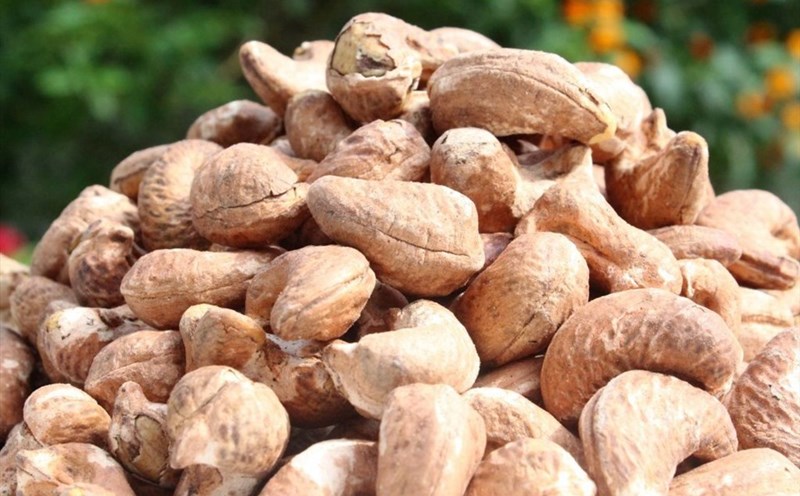 5 container hạt điều đã bị Hải quan cảng Mostaganem, Algeria bán đấu giá và không thể kéo hàng về.