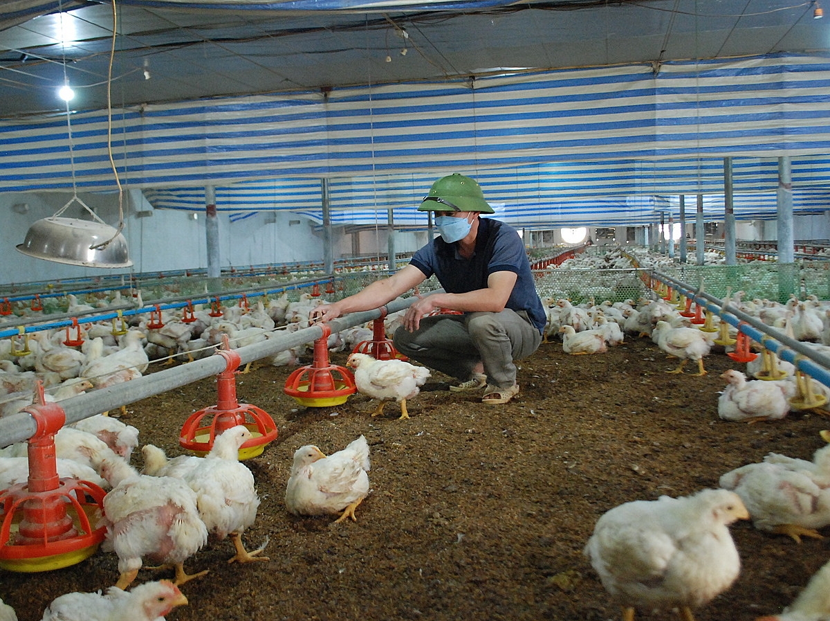 Liên kết trong chăn nuôi mở hướng đi hiệu quả cho người dân, thành viên HTX.