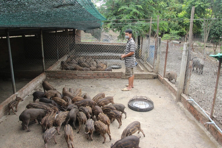 Liên kết, chăn nuôi heo rừng đang là một hướng đi hiệu quả, nâng cao đời sống cho nhiều bà con DTTS ở Đắk Lắk.