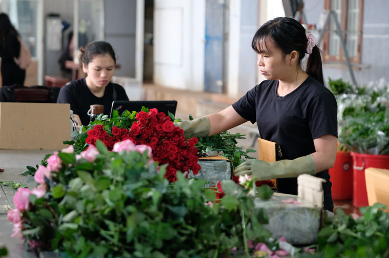 Không ít người dân, thành viên HTX đã thay đổi tư duy và chuyên nghiệp trong sản xuất.
