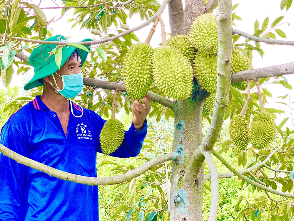 Cục Bảo vệ thực vật yêu cầu các địa phương quản lý chặt chẽ hơn nữa vùng trồng cũng như cơ sở đóng gói.