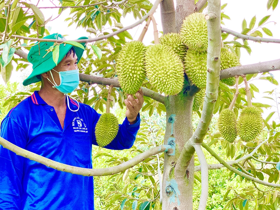 Cục Bảo vệ thực vật yêu cầu các địa phương quản lý chặt chẽ hơn nữa vùng trồng cũng như cơ sở đóng gói.