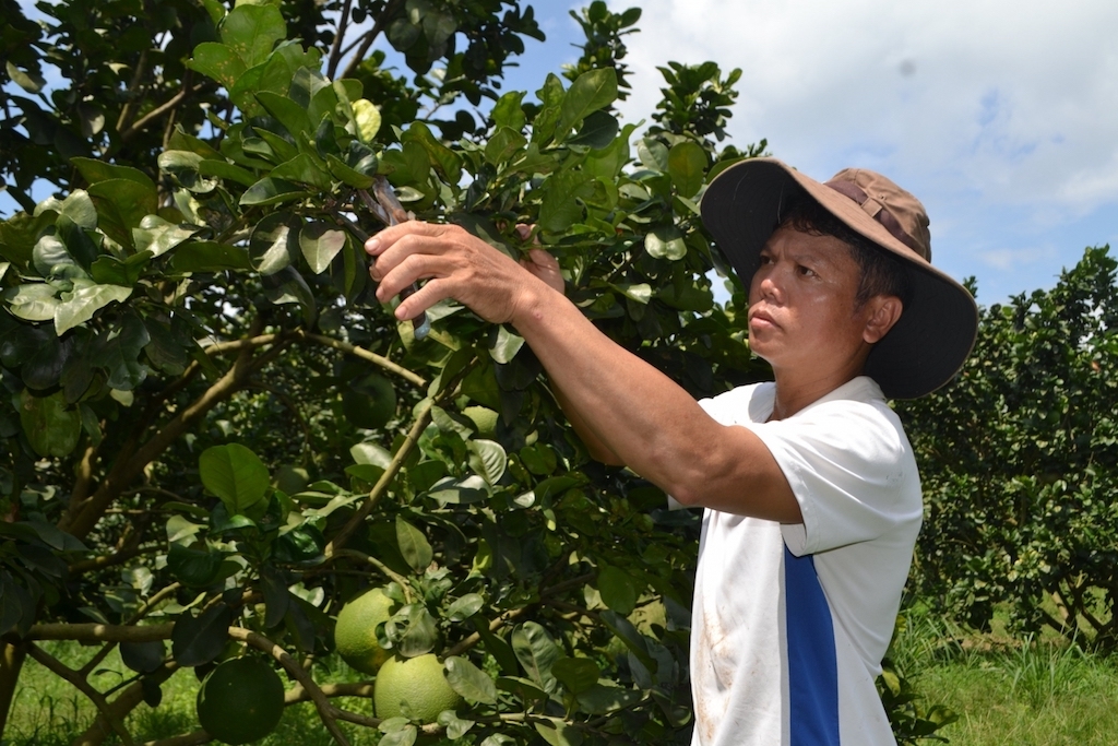 Nhiều nông hộ trên địa bàn huyện Bù Đốp đang dần chuyển đổi sang canh tác cây có múi theo hướng hữu cơ, giúp đời sống ngày càng được nâng lên.