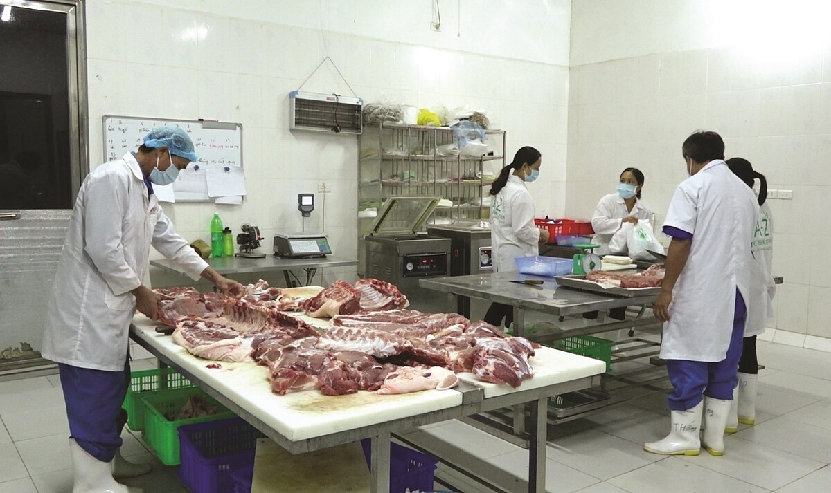 HTX Hoàng Long đi đầu trong phát triển chuỗi thịt lợn từ A-Z.