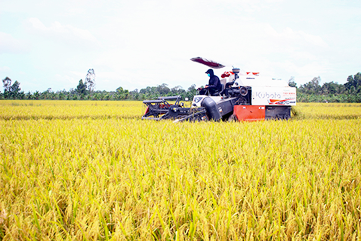 HTX đang là điểm tựa để nhiều nông dân thành công trên những cánh đồng lớn (Ảnh: BHG).