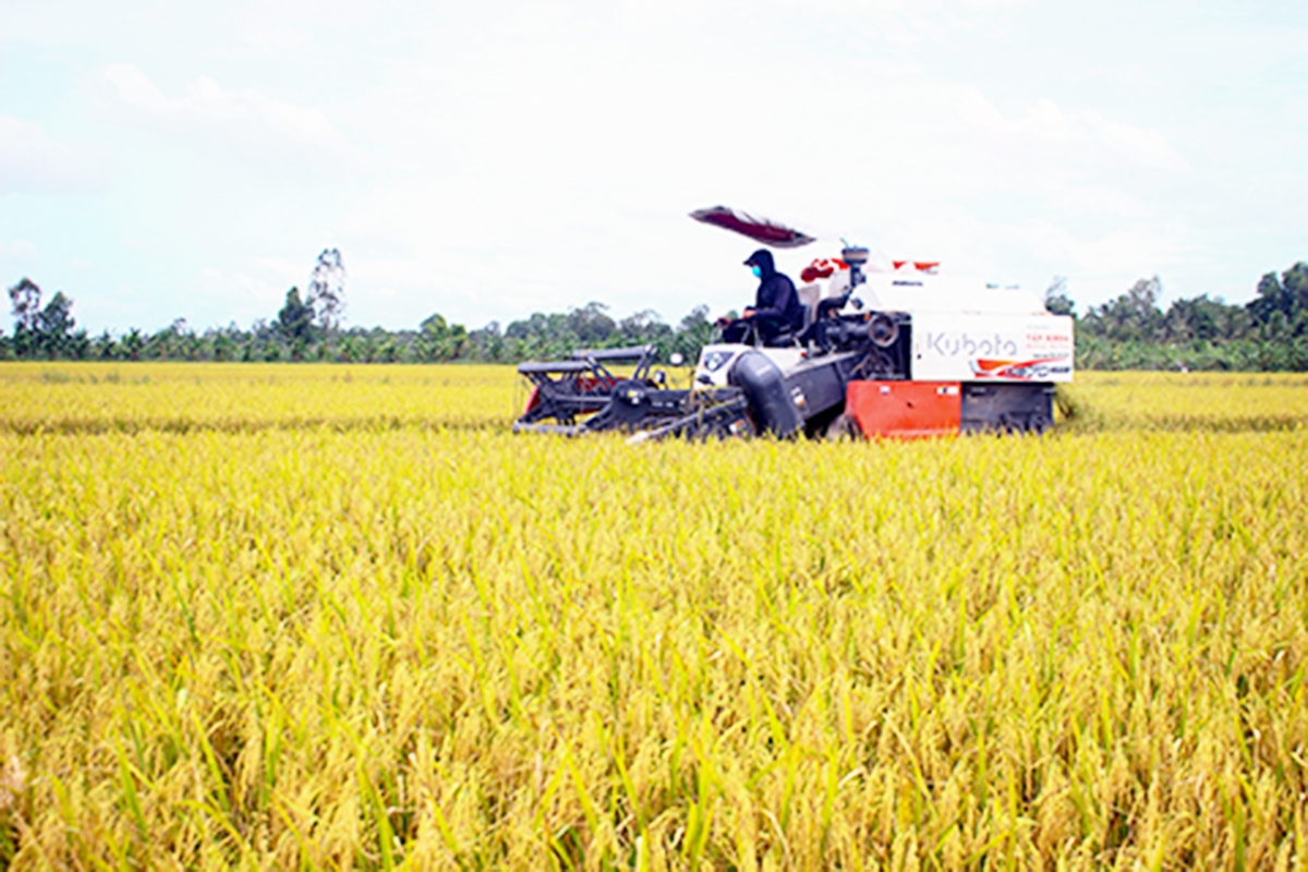 HTX đang là điểm tựa để nhiều nông dân thành công trên những cánh đồng lớn (Ảnh: BHG).