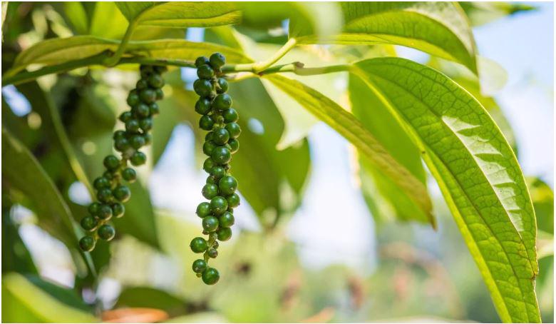 Giá tiêu ngày 24/4 trong khoảng 64.000 - 67.000 đồng/kg.