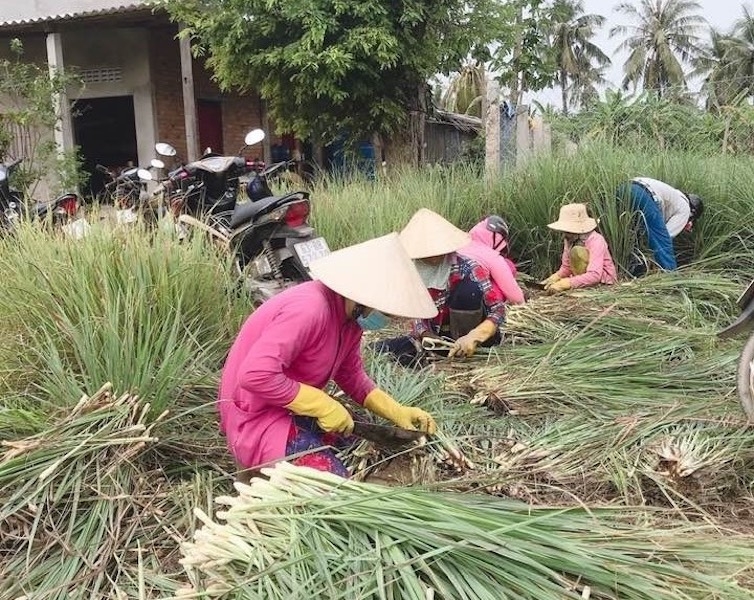 Các nông dân ở huyện cù lao Tân Phú Đông mong có cuộc sống ổn định từ việc xây dựng chuỗi liên kết ổn định cho cây sả.