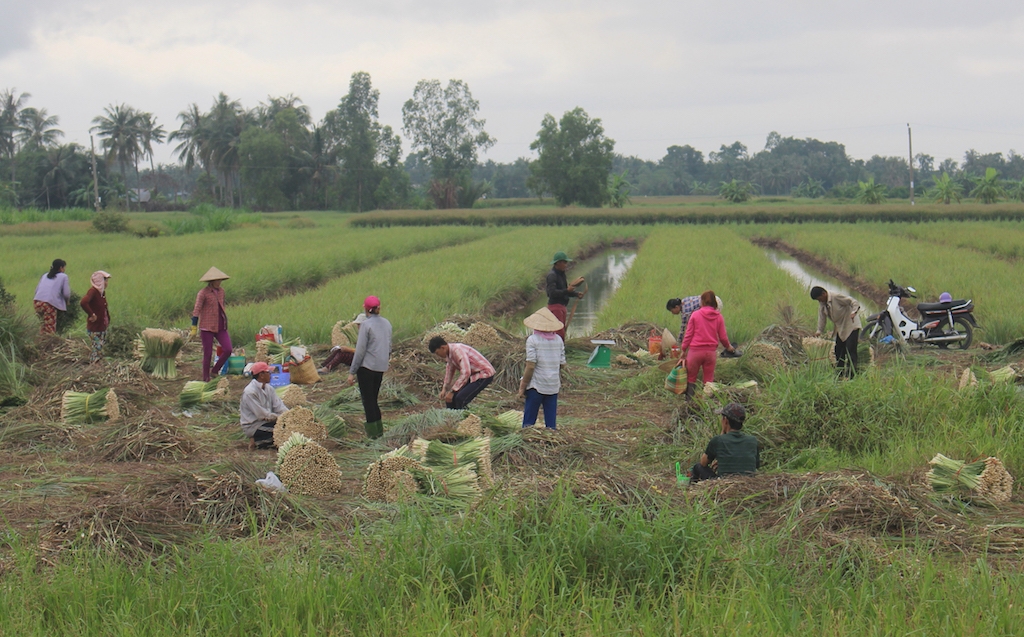 Tham gia vào HTX Cây sả Tân Phú Đông giúp các nông dân an tâm sản xuất và có lợi nhuận cao hơn.