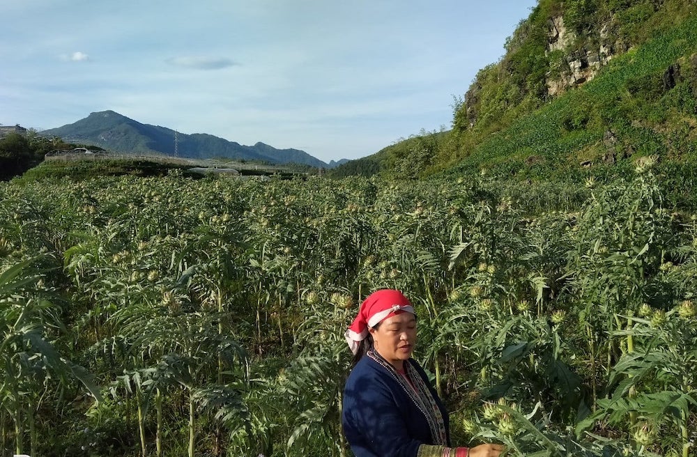 Vùng nguyên liệu xanh, sạch của HTX cộng đồng Dao đỏ