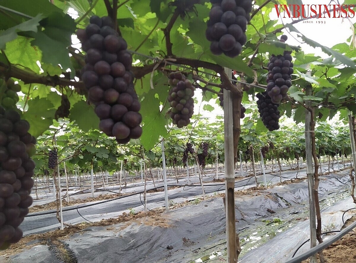 Với quy tắc sản xuất 5 không: không thuốc trừ sâu, không chất bảo quản, không thuốc diệt cỏ, không biến đổi gen và không kích thích tăng trưởng, các sản phẩm của HTX đang ngày càng khẳng định trên thương trường.