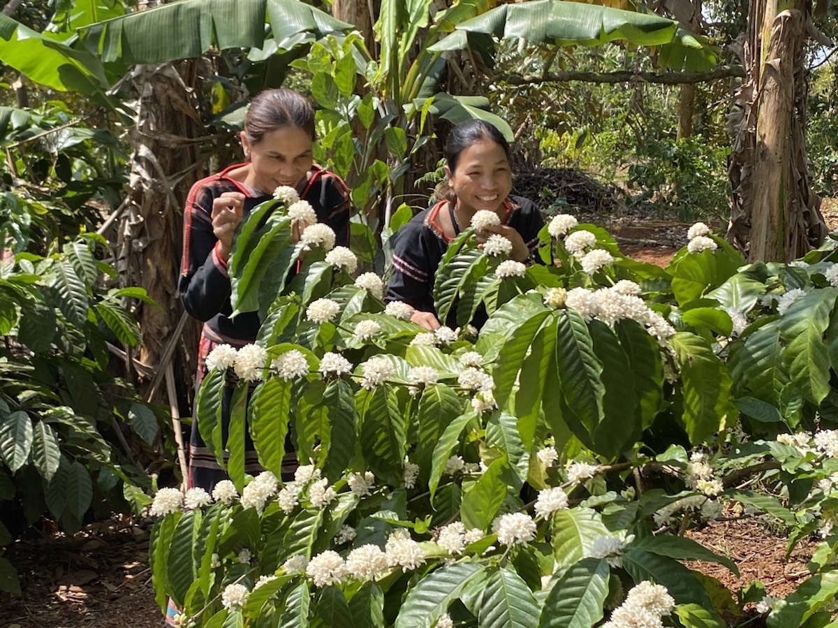 HTX Nông nghiệp dịch vụ Công Bằng Ea Tu đóng vai trò là bà đỡ giúp nhiều đồng bào dân tộc thiểu số thoát nghèo nhờ trồng cà phê chất lượng cao.