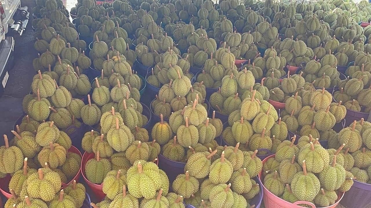 Sầu riêng Krum Thong, miền Nam Thái Lan muốn xuất khẩu sang Trung Quốc phải có ít nhất 4 hộc.