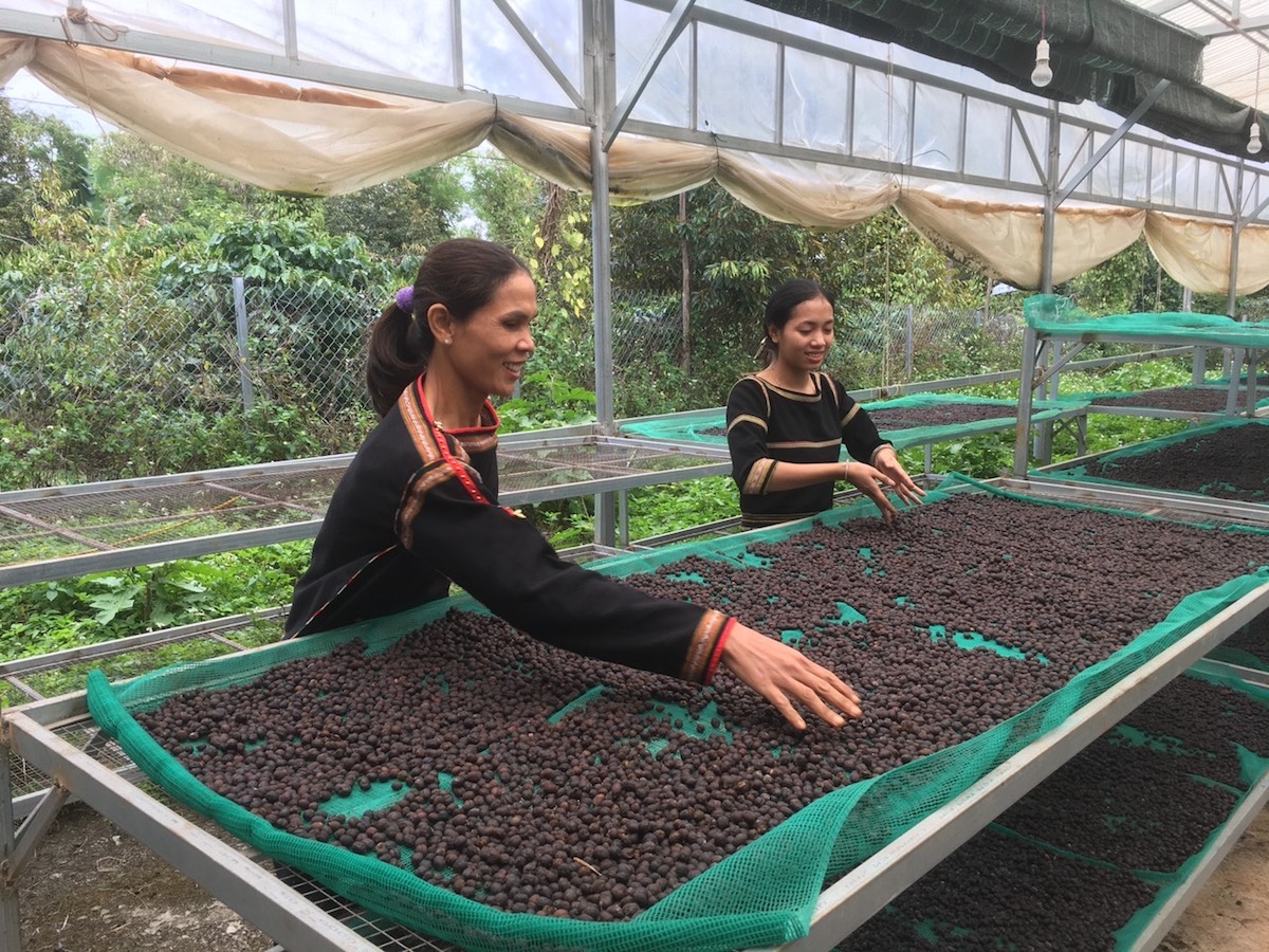 Thiếu nguồn lực về tài chính đang là nguyên nhân cản trở sự phát triển của nhiều HTX.