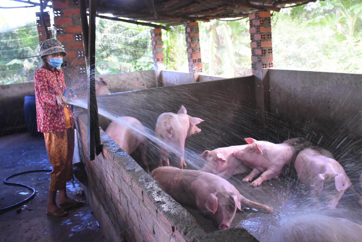 Dự báo giá heo hơi sẽ tăng trong thời gian tới.