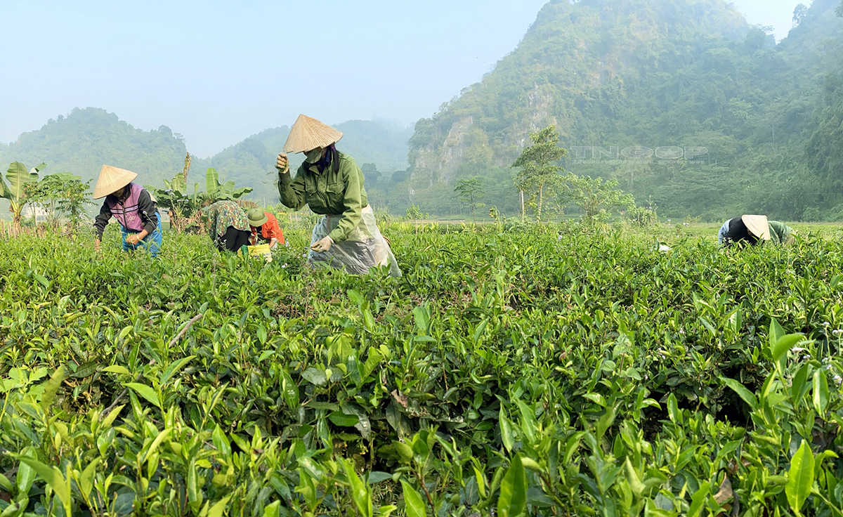 Cây chè VietGAP đang trở thành cây xóa nghèo, làm giàu ở Phú Đô.