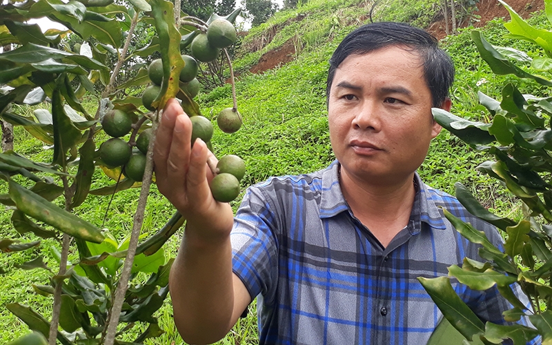 Anh Lò Văn Pâng, giám đốc HTX Hồng Phước kiểm tra cây mắc ca trước mùa thu hoạch.